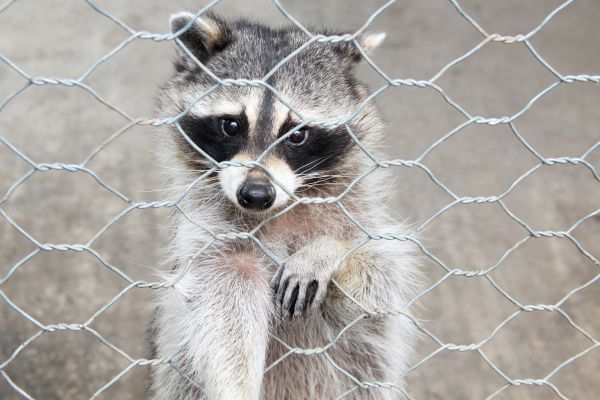 Joplin Wildlife Removal