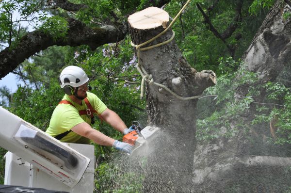 Joplin Tree Trimming